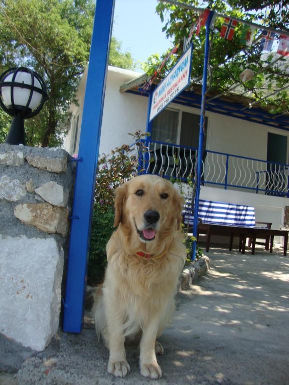 Hotel Mavi Akvaryum Pension Sogut  Zewnętrze zdjęcie